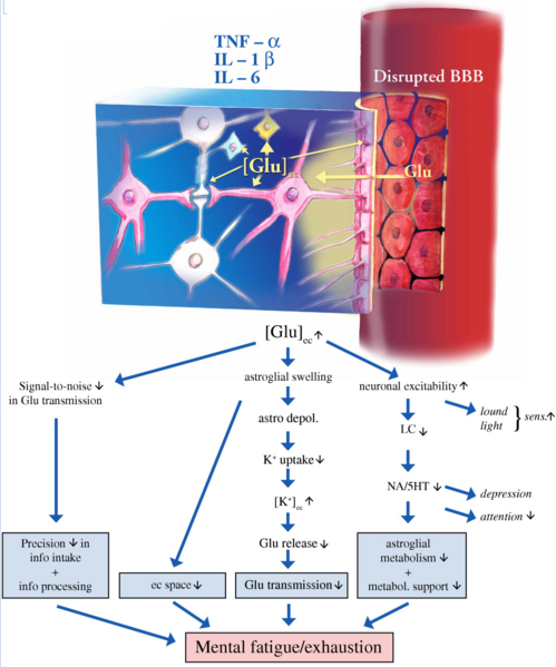 File:Blood-brain barrier and proinflammatory cytokines.png