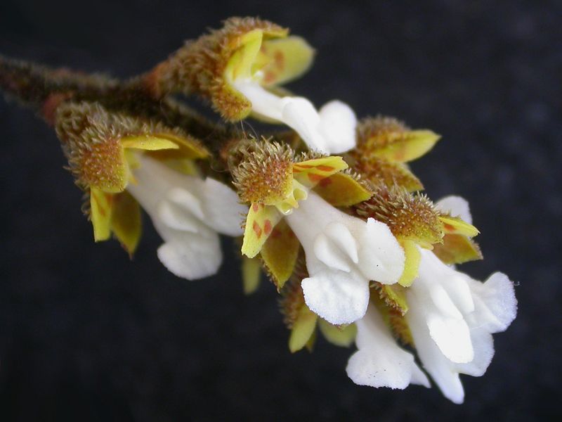 File:Saundersia paniculata.JPG