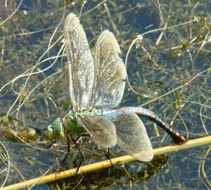 C - Anax imperator - Emperor Dragonfly laying eggs from side - IG - 08 07 12 crnece 134.jpg