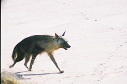 Brown hyaena (Parahyaena brunnea), Namibia.Template:Photo