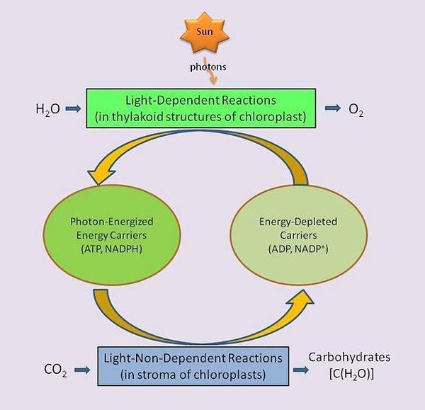 Photosynthesis - Citizendium