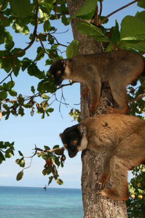 Brown lemurs.jpg