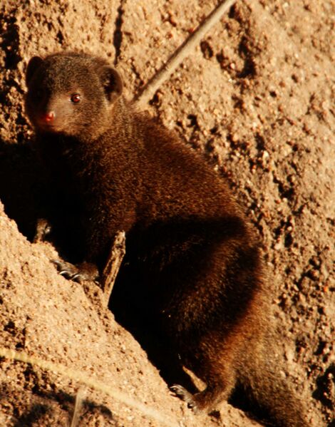 File:Dwarf mongoose.jpg