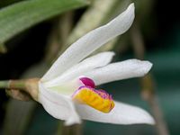 Loefgrenianthus blanche-amesiae