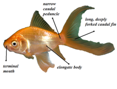 Comet (goldfish) - Citizendium