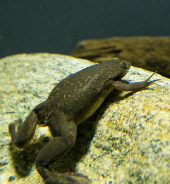 File:Xenopus laevis.png