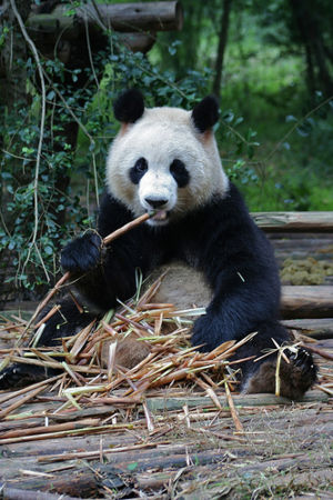 pygmy giant panda