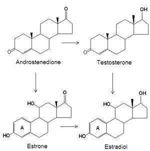 Estrogen from androgens DEVolk.jpg