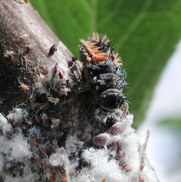 File:Aphid ladybug 7462.JPG