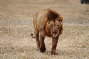 Male lion walking.jpg