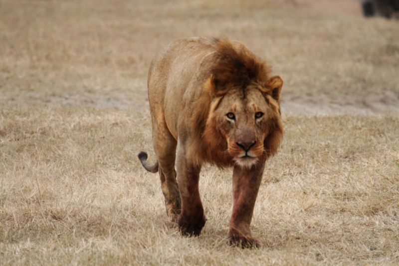 File:Male lion walking.jpg