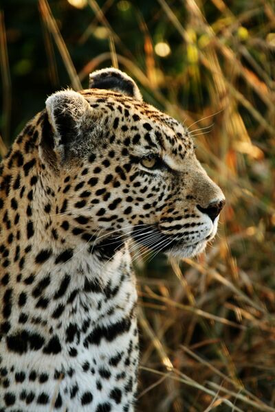 File:Leopard face small.jpg