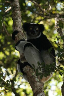 A Indri, (Indri indri).