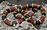 A coral snake