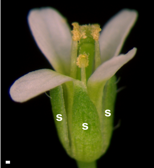 sepal-citizendium