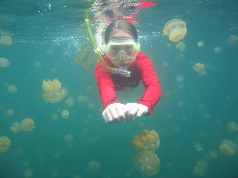 File:Stingless jellyfish.jpg