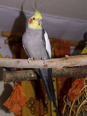 Cockatielmale.jpg