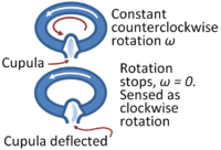 When the semicircular canal stops rotating, inertia causes the cupula to register a false rotation in the opposite sense.