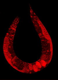 Nematode with stained nuclei.jpg