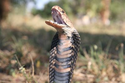 Mozambique Spitting Cobra - Citizendium