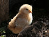 Chick05.jpg