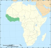 Distribution of the Western green mamba