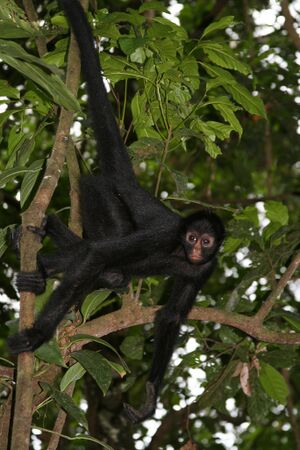 Spider monkey-peruvian amazon.jpg