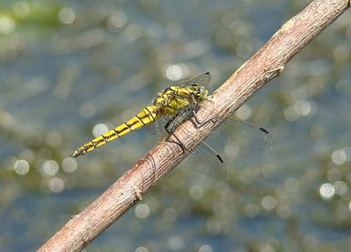 Dragonfly - Black-tailed Skimmer (female)