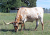 Texas longhorn.jpg